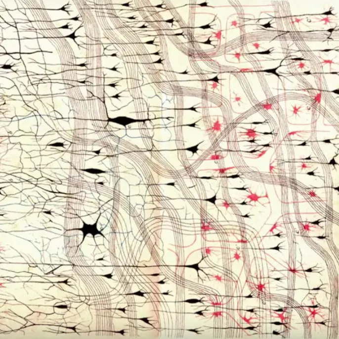 The space of functions computed by deep layered machines